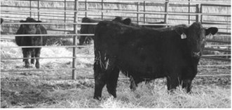 The NDSU Feedlot School will include a commercial feedlot tour and a tour of the Carrington Research Extension Center’s livestock facilities. (NDSU photo)