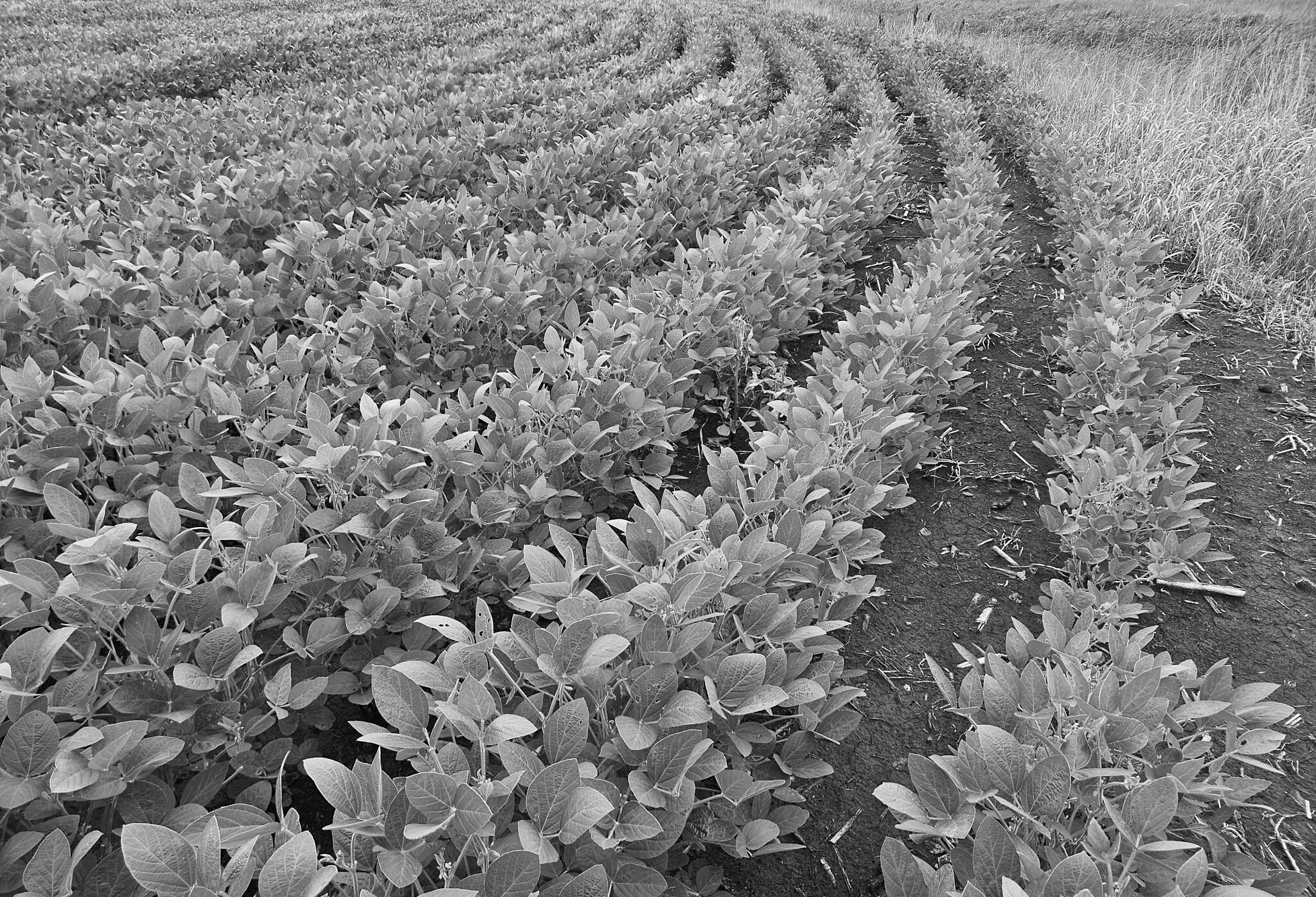 Soybeans grow in a field near Casselton, North Dakota on Aug. 7, 2024. (Jeff Beach/North Dakota Monitor)
