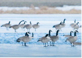 During the 2026 survey, an estimated 109,112 Canada geese were observed on the Missouri River and Lake Sakakawea, another 16,894 on Nelson Lake in Oliver County, and an additional 8,500-plus geese in other parts of the state. Ryckman said Game and Fish staff and partners with the U.S. Fish and Wildlife Service recorded the additional 9,500 mallards across the state.