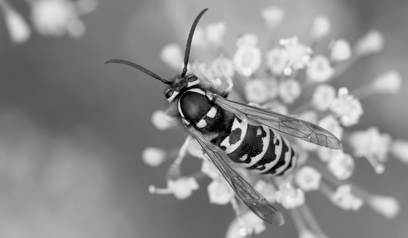Yellowjackets have smooth bodies with few hairs compared to bees. (Photo by Whitney Cranshaw, Colorado State University, Bugwood.org)