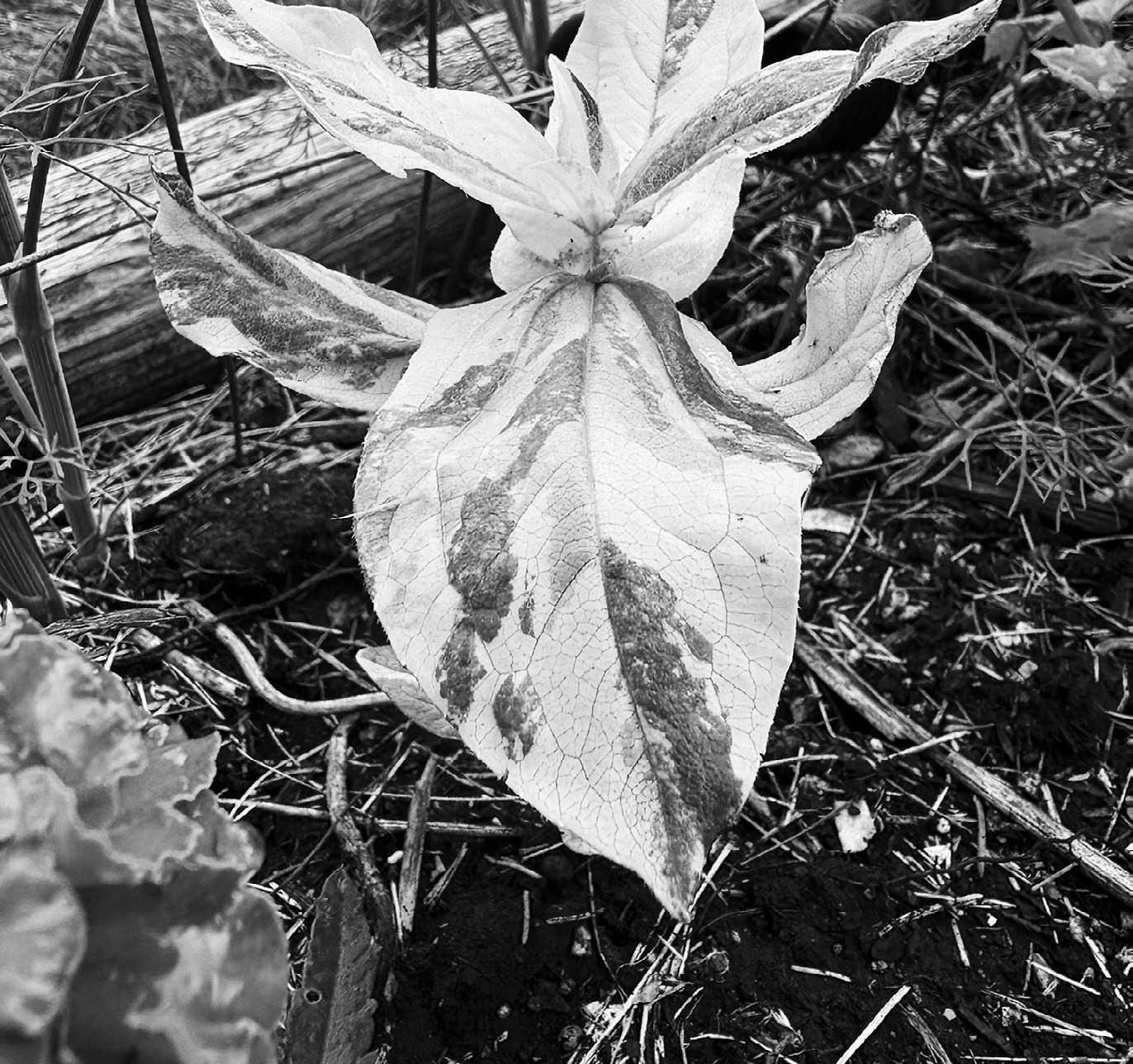 Variegated plants add texture and color to our gardens and create focal points. (NDSU photo)
