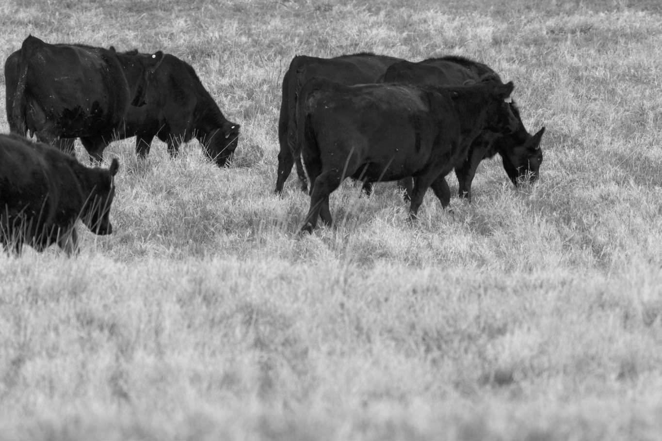 Cattle are selective grazers and tend to choose the same plants repeatedly if allowed. (NDSU photo)