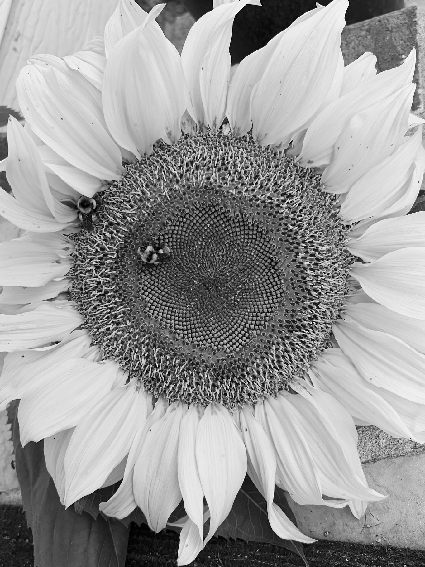 The Mammoth Grey Striped sunflower is an heirloom variety that produces very large flowers (up to 14 inches) on one stalk. (NDSU photo)
