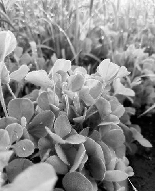There are lots of considerations for grazing cover crops. (NDSU photo)