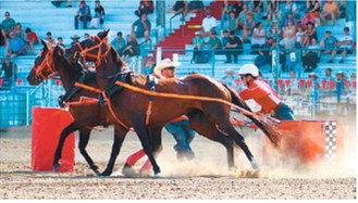 Johnny Robinson competes in the chariot races at the Manitoba Stampede, where he finished second for the weekend. Photo by Stephanie Lukin