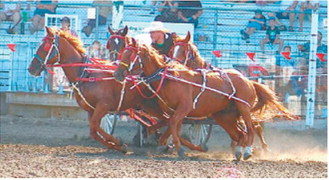 Bryce Hartje pilots his wagon during the Manitoba Stampede, where he finished sixth for the weekend. Photo by Stephanie Lukin