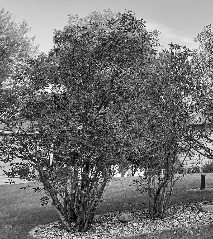 These lilacs were attacked by a fungus called Pseudocercospora. Though the leaves died in late summer, the shrubs should overwinter just fine and come back full and healthy next year. (NDSU photo)
