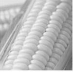 Cream-style freezer corn