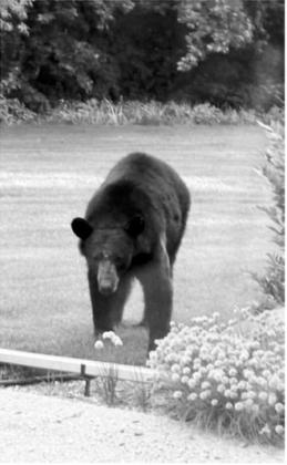 Black bear makes surprise visit to Osnabrock