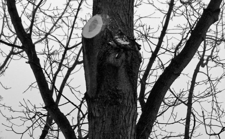 Though the branch was relatively large and should have been pruned when it was smaller, this is the correct pruning wound on a sugar maple tree. (NDSU photo)