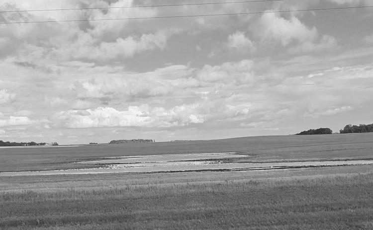 Rain dampens harvest