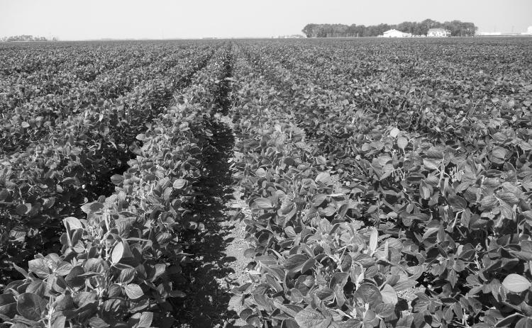 Topics to be discussed include variety selection, soil fertility, plant protection (weed, disease and insect management) and soybean markets. (NDSU photo)