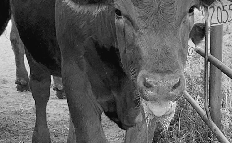 This calf exhibits a high panting score and foaming of the mouth caused by heat stress. (NDSU photo)