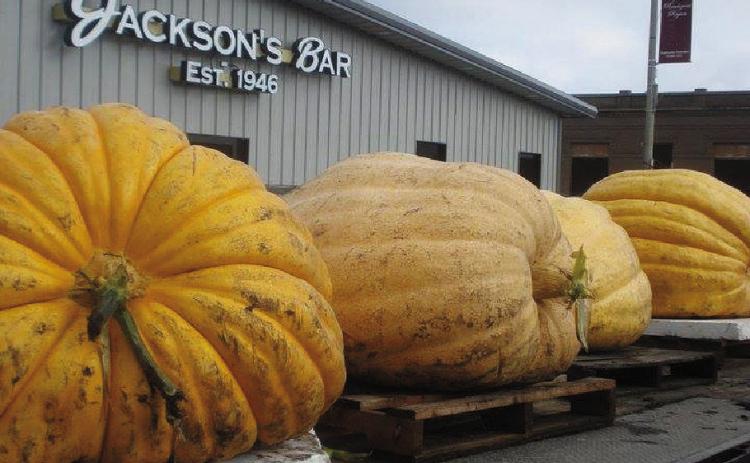 Some of the past giants of the earth from previous Pumpkinfests in Walhalla. Photo by Melanie Thornberg