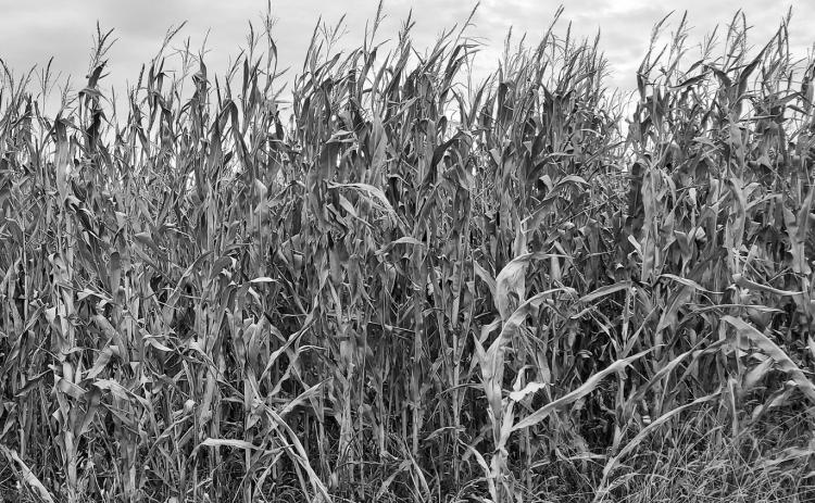 Frost-damaged corn can have a moisture content of 70%-80%, and it must be dried down to below 20% to be suitable for baling. (NDSU photo)
