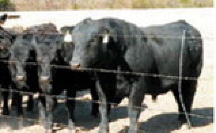 There are several management strategies that can ease the transition of bulls from being overconditioned to breeding-season condition. (Alabama Cooperative Extension System photo)