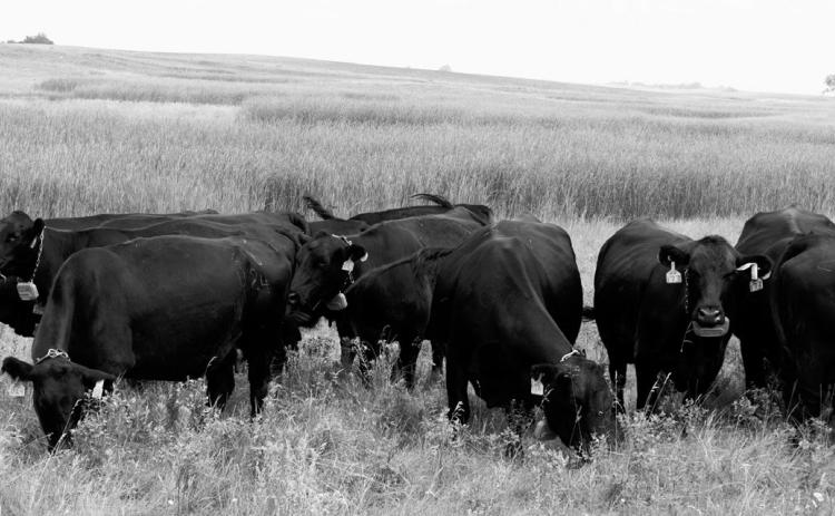 Ranchers interested in adopting precision livestock technologies will hear from NDSU experts on the latest virtual fencing research. (NDSU photo)