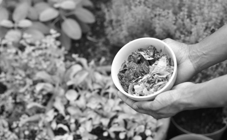 By implementing cost-saving strategies, you can create a high-production home garden without breaking the bank. (Unsplash photo)