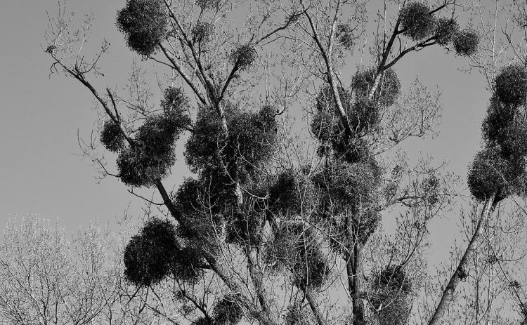 European mistletoe is a semi-parasitic plant that grows on trees and is most apparent in winter. (Photo by Conger Design, CC0, via Wikimedia Commons)