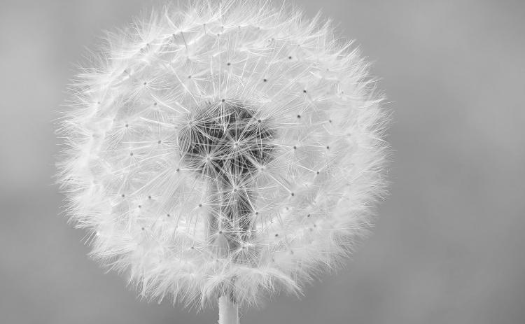 Fall is a good time to apply herbicide to kill perennial lawn weeds such as dandelions. (Photo courtesy of Michael Gabler, CC BY 3.0 via Wikimedia Commons)