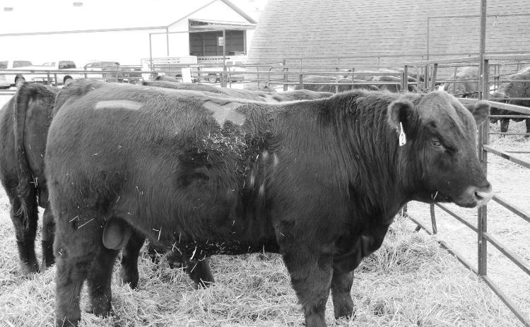 Options exist when bulls fail a breeding soundness exam