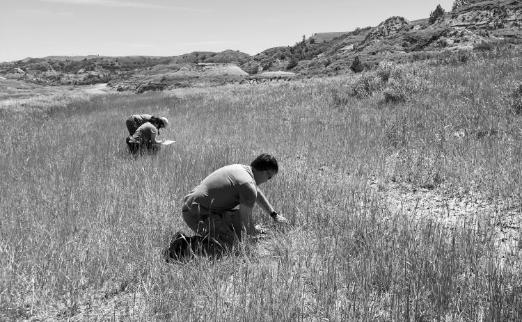 NDSU researchers assess vegetation establishment following reclamation. (NDSU photo)