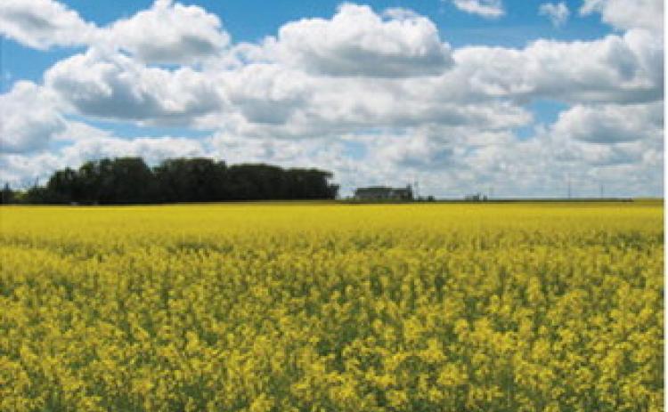 Canola field in bloom near the Langdon Research Extension Center. Submitted photo