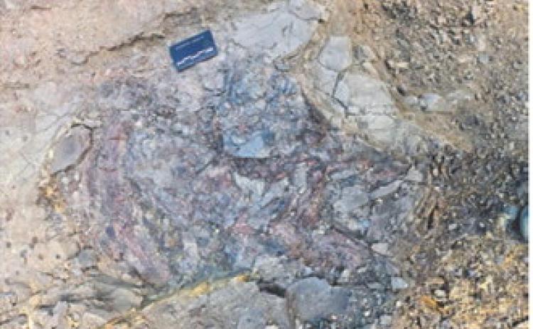 The skull of an approximately 80 million-year-old fish fossil is visible during excavation at Pembina Gorge State Park. The remarkably complete specimen measures about 6 feet from its mouth to the tip of its tail. Photo courtesy of the North Dakota Geological Survey