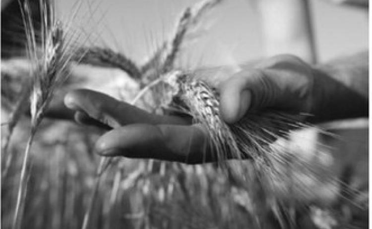 From the Pastor’s Desk: The weeds and the wheat