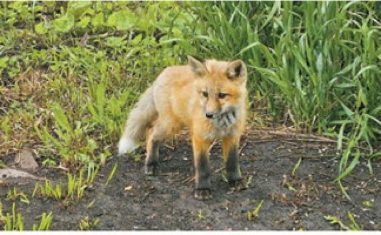 A young red fox pauses for a look after wandering into the yard of Sheri Boettcher near Mount Carmel. Photo by Sheri Boettcher