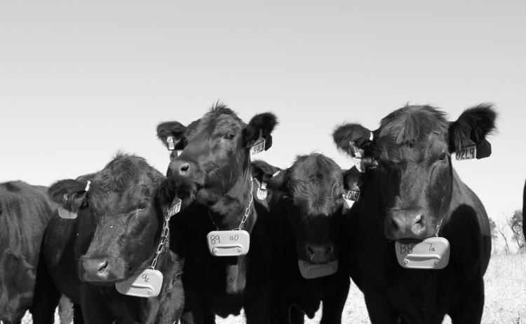 NDSU researchers have been testing virtual fence technology to optimize grazing management and achieve conservation goals. (NDSU photo)