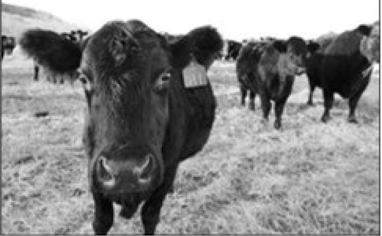 Beef cows graze in a pasture near Killdeer. (Photo by Jeff Beach/North Dakota Monitor)