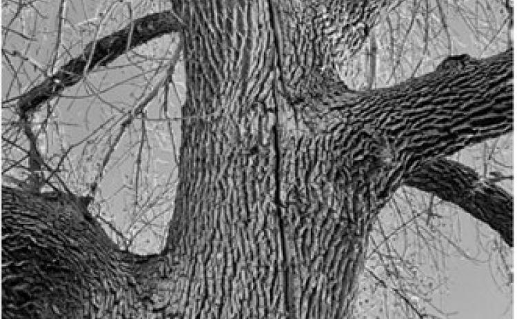 Joseph Zeleznik, NDSU Extension forester, provided this photo as an example of a frost crack, which goes through the bark and into the wood itself several inches. This is caused when sap and moisture inside quickly freezes and expands under extreme cold. Zeleznik took this photo in Feb. 2023 in Dilworth, Minn.