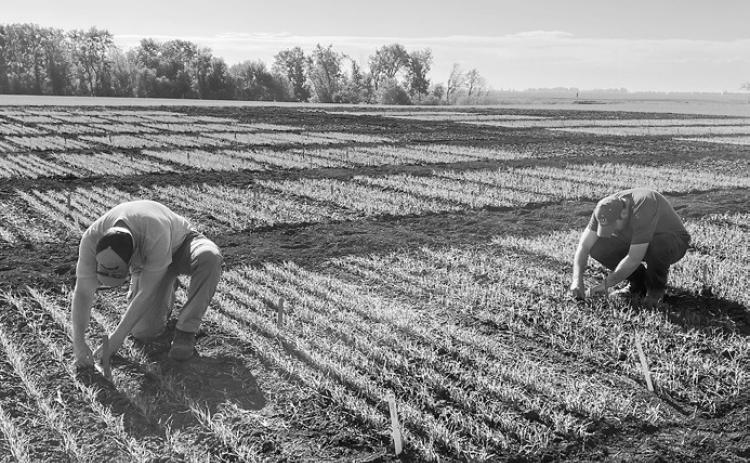 The meeting provides wheat growers and agronomists current information on variety performance, fertility management and disease control. (NDSU photo