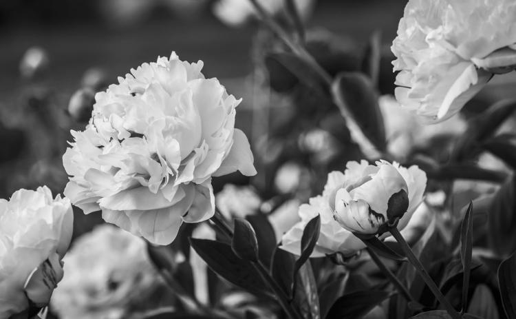 Dividing perennials will prevent them from overtaking an area of your landscape, while promoting more growth and more blooms. (Pixabay photo)