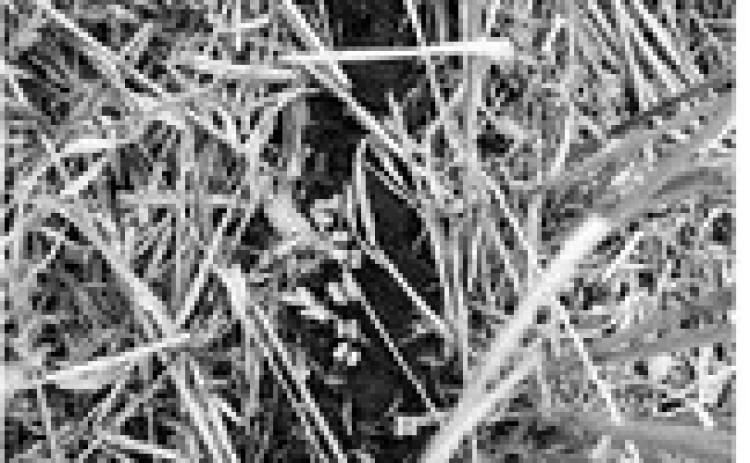 Cover crops provide continuous living cover and roots, armor the soil, improve soil carbon and nutrient cycling, reduce erosion and runoff, help retain snow and can suppress weeds through competition. (NDSU photo)