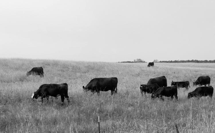 It is important that producers understand the relationship between forage quality and the nutrient requirements of livestock. (NDSU photo)