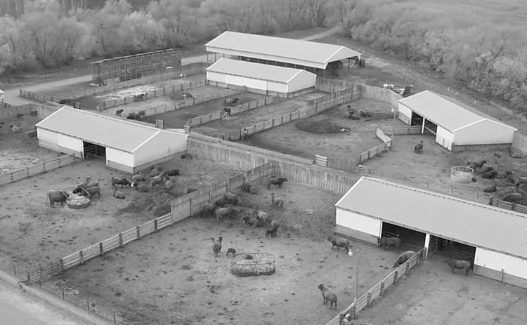 Forage Matters: Keep the cow herd rumen healthy during winter drylot