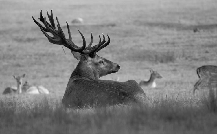 Venison can add variety to your menu, but it still needs to be handled carefully in the kitchen. (Pixabay photo)