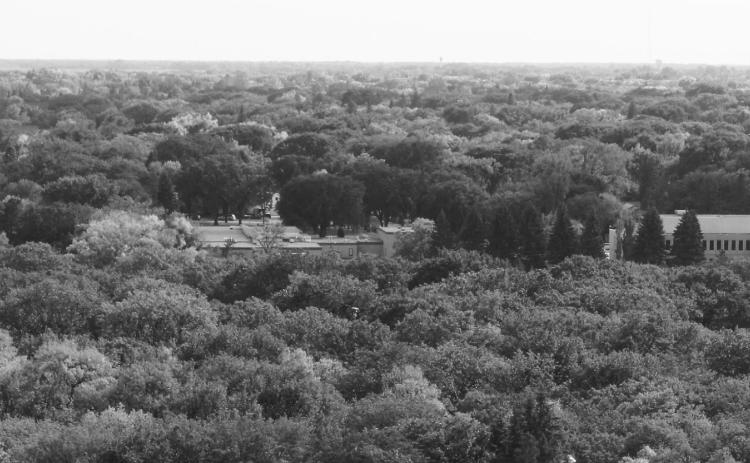 The urban forest canopy is an investment in this North Dakota community. (NDSU photo)