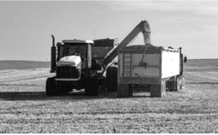 Farm workers load beans into a grain truck Sept. 28, 2025, in Wells County, N.D. Photo by Lora Wobbema/For the North Dakota Monitor