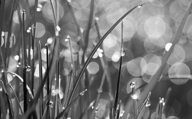 Fall is the best season to fertilize, sow seed and control weeds in your lawn. (Flickr photo by Sergiu Bacioiu)