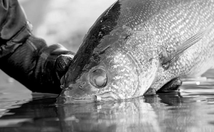 North Dakota Outdoors: Funding for fishing celebrates 75 years
