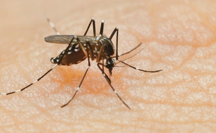 According to Pembina County Public Health, one case of West Nile has been reported in the county. In neighboring Walsh County, other cases have been identified, although a number is not known. No cases have been reported in Cavalier County as of publication.