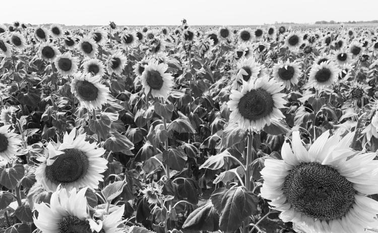 During the Getting It Right webinar, NDSU Extension crop specialists will share sunflower research updates and production recommendations. (NDSU photo)