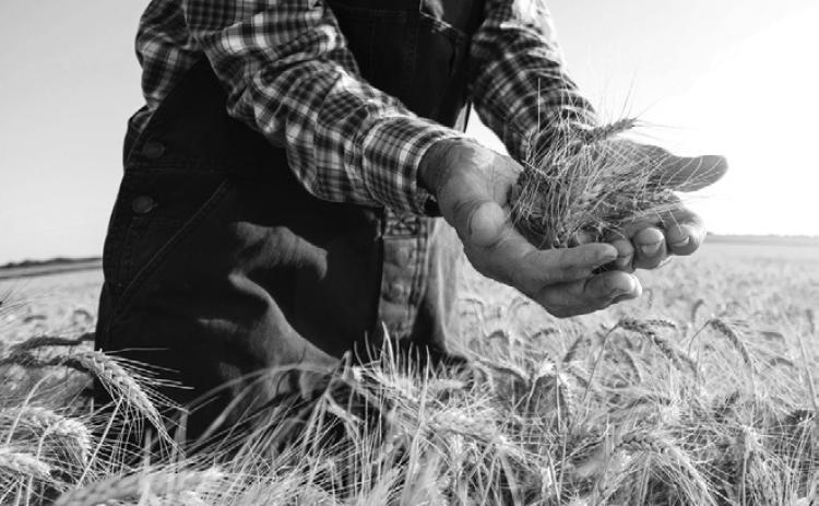 Kernza has a bright future as the first commercial perennial grain in the US.