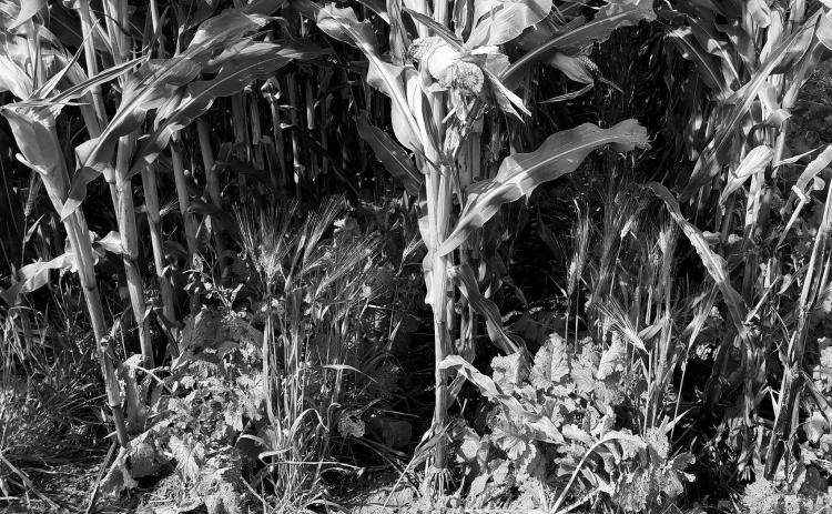 The program's goal is to enroll 35,000 acres, or approximately 98 farmers into the program in North Dakota. (NDSU photo)
