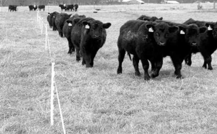 Fencing helps with maintaining plant vitality so plants can recover quickly from a drought. (NDSU photo)