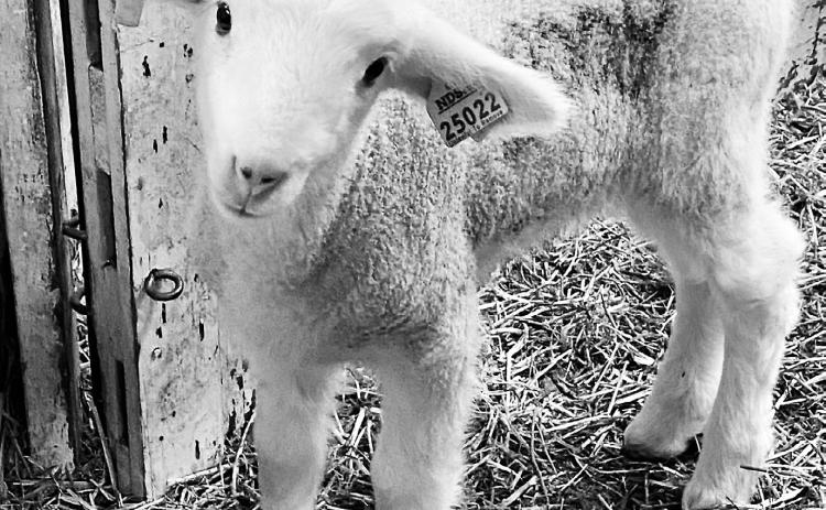 Breeding and prebreeding management will be the focus of the webinar by NDSU and UMN Extension. (NDSU photo)
