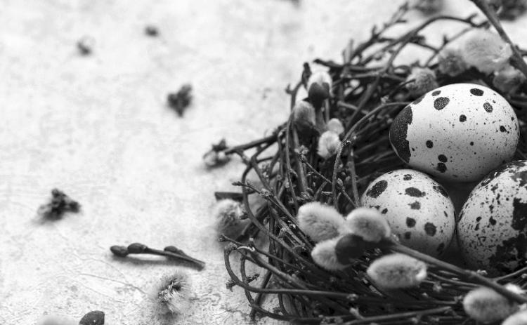 Dakota Gardener: The year of milkweed